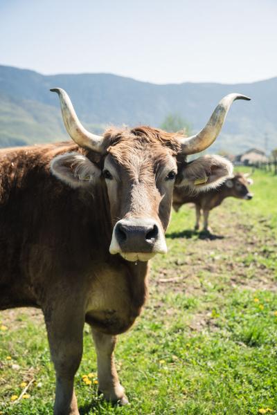 SUMMAJuliavonWenzl-10